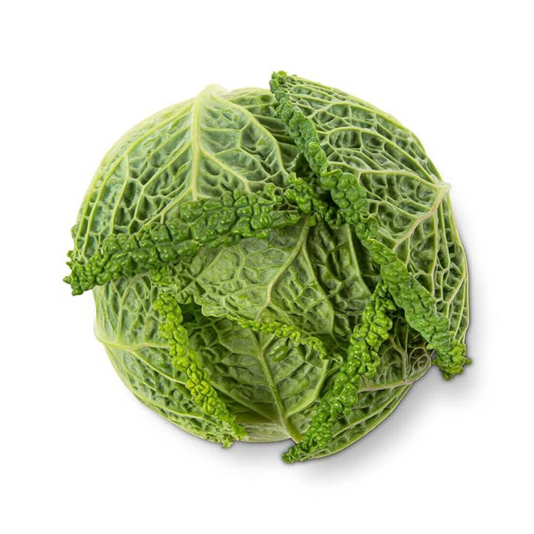 Tronchuda cabbage